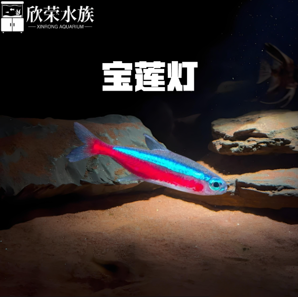 宝莲灯鱼红莲热带观赏鱼小型鱼草缸鱼群游红绿灯活体包邮