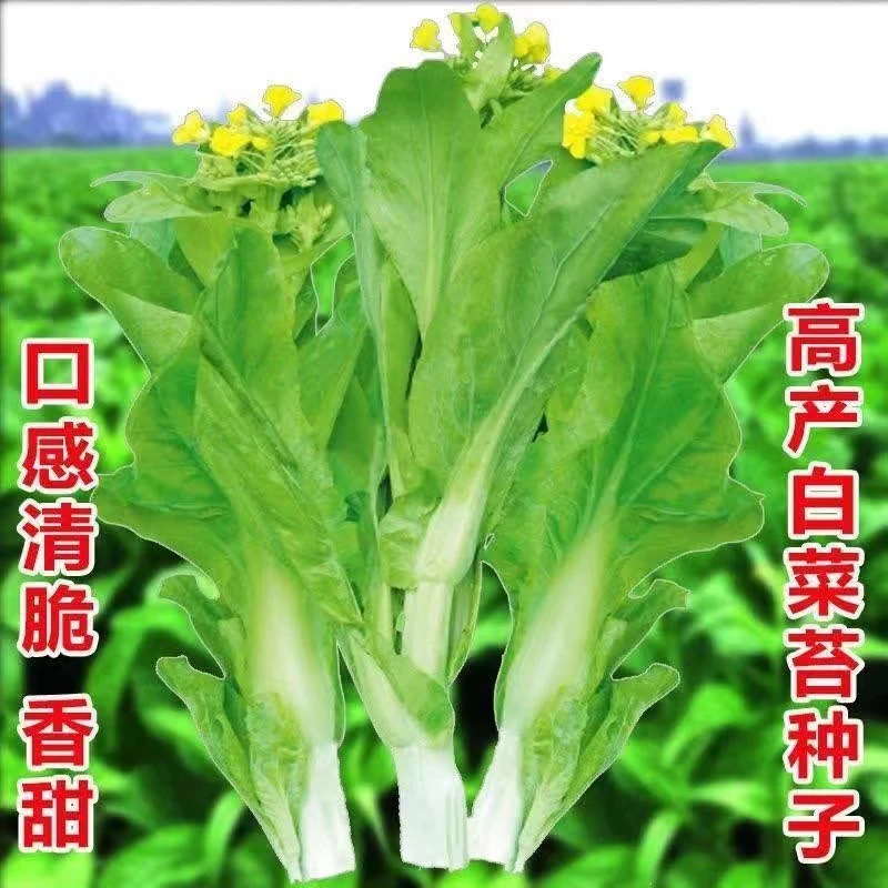 白菜苔种子四季可种阳台庭院种植脆嫩可口小白菜蔬菜种籽