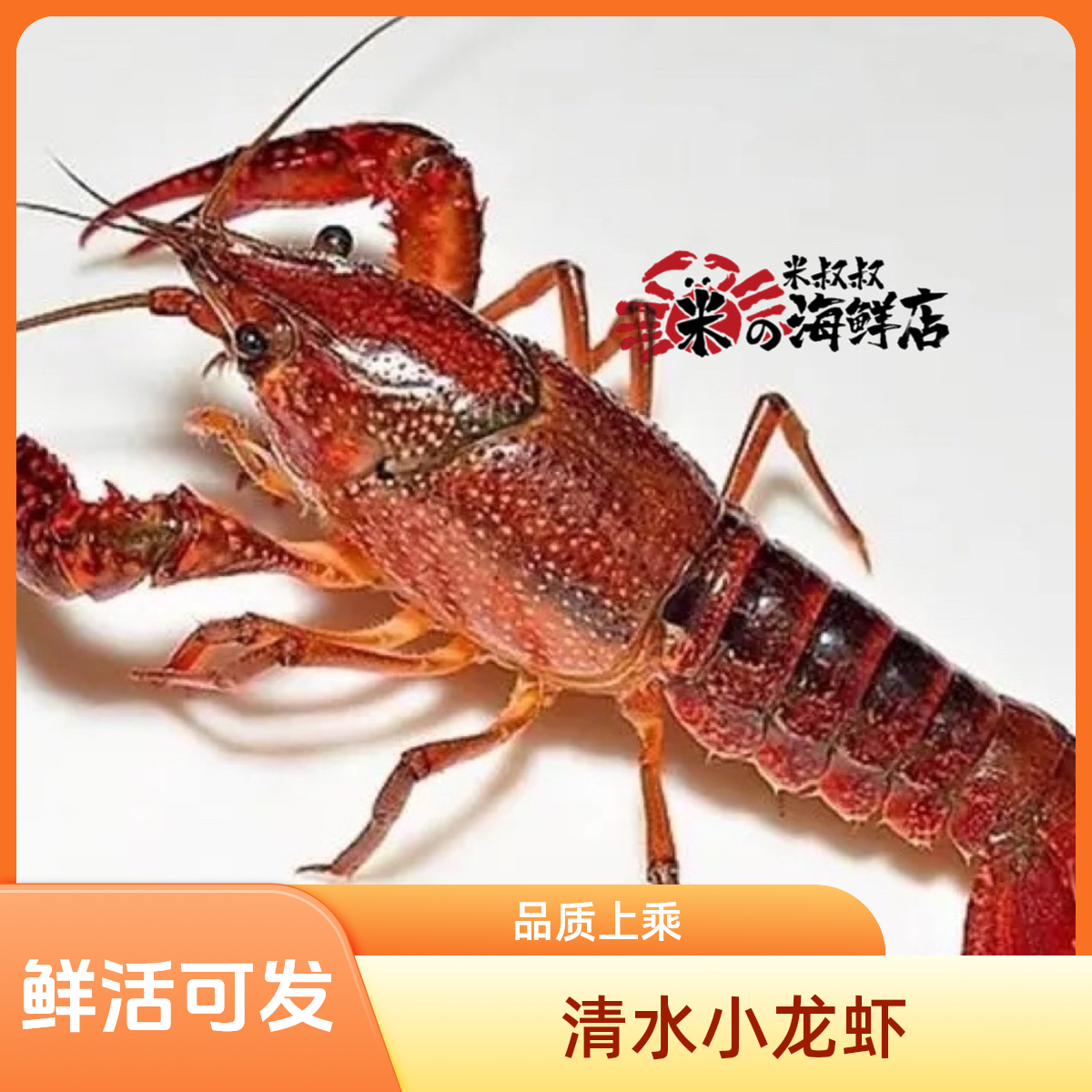 鲜活清水小龙虾【500g】小龙虾制品小龙虾制品小龙虾制品