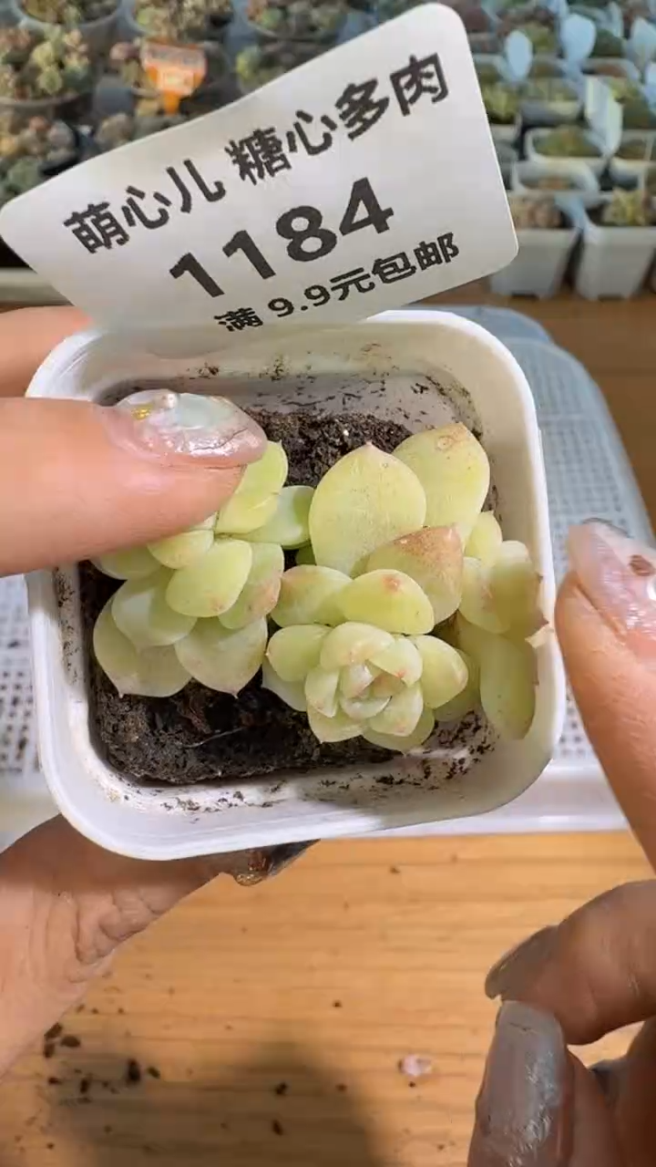 1184 纸鸢四头五方一盆