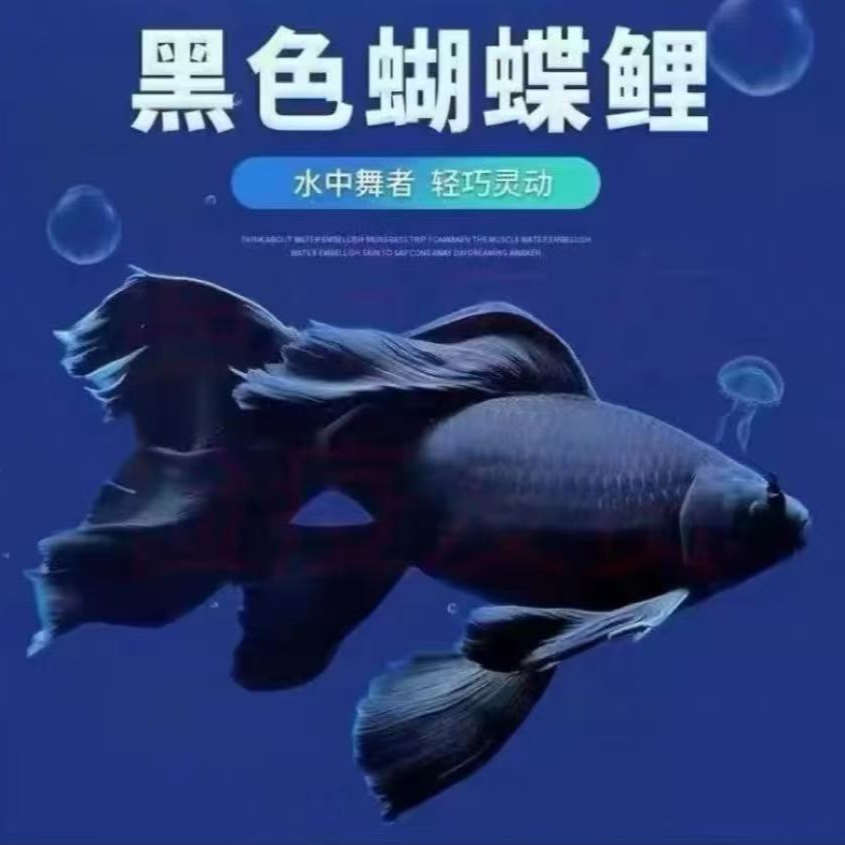 黑色墨蝶8-10饲养混养纯种蝴蝶鲤观赏鱼好养短身长尾适合混养