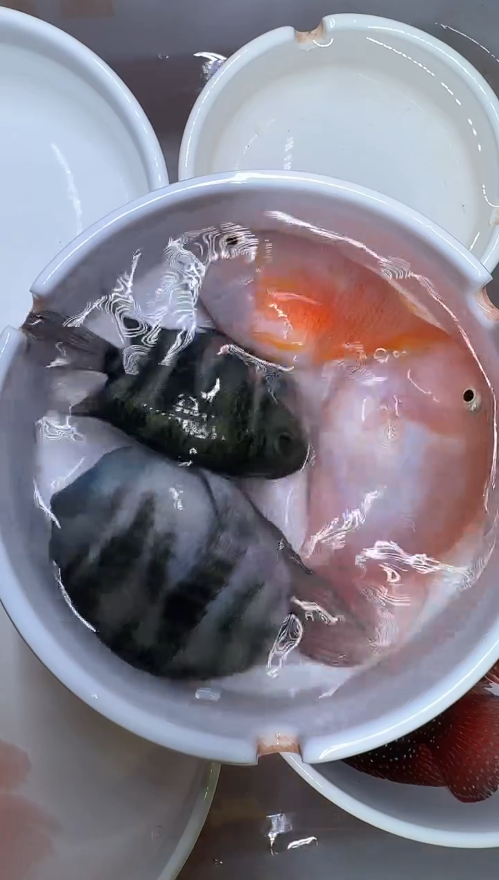 鹦鹉鱼宝蓝一对胭脂粉一对