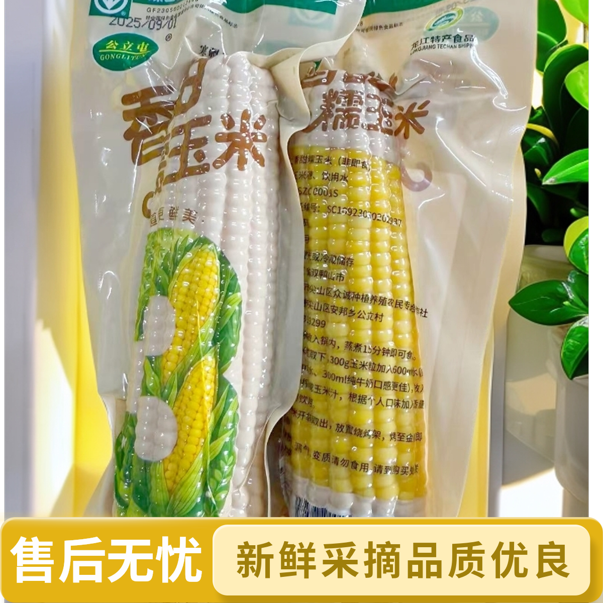 公立屯大黄糯玉米大棒8支装25年头茬上市新鲜采摘软糯香甜
