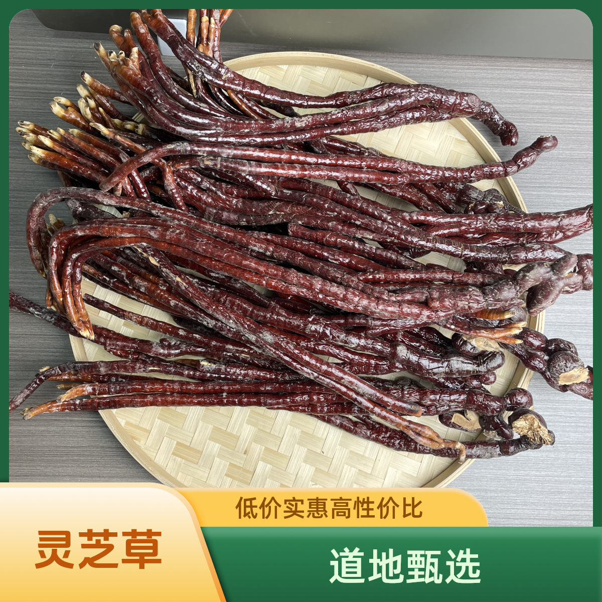 正宗精选好货【灵芝草】 