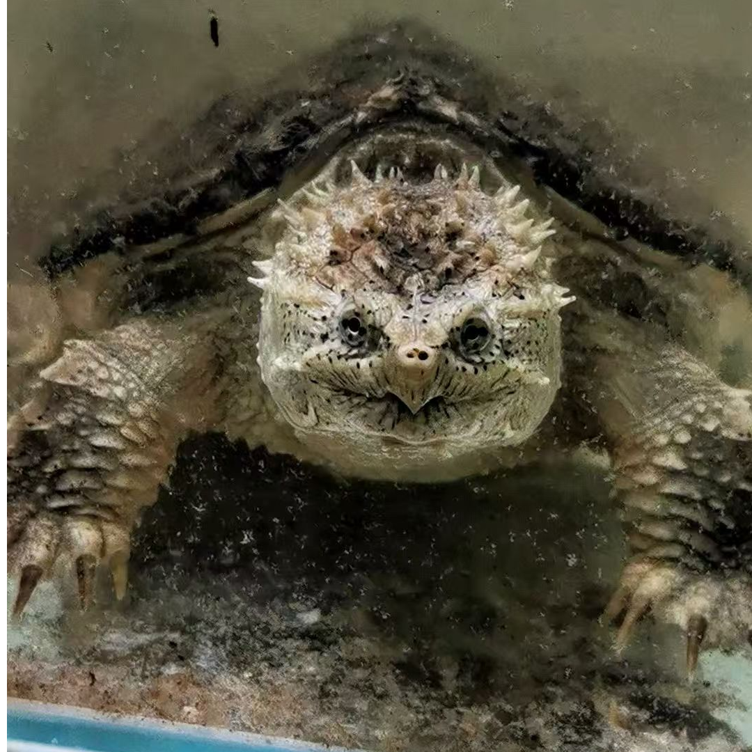 直播精选爆刺佛鳄龟活健康凶猛观赏