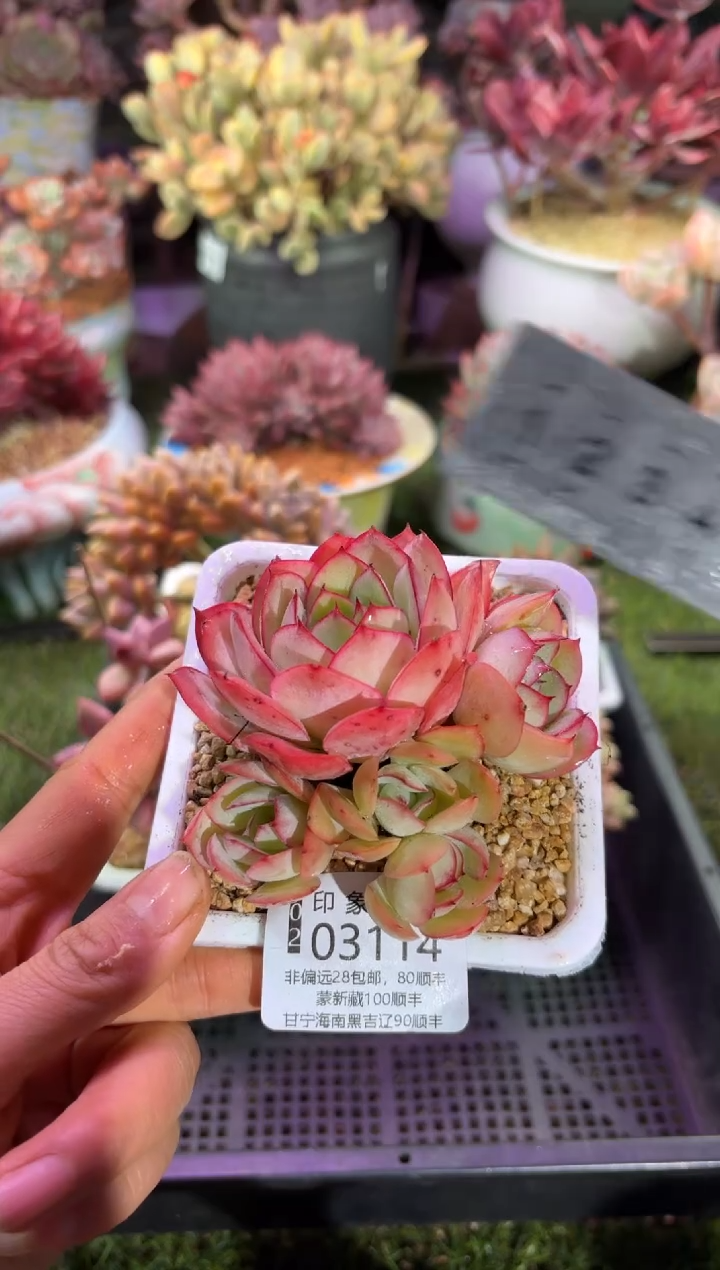 【闪购商品】03114