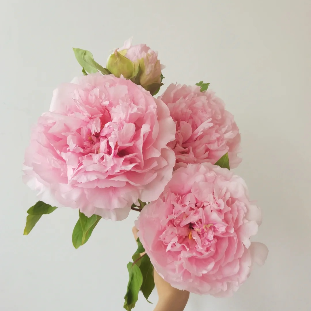 盆栽牡丹【雪映桃花】基地直发