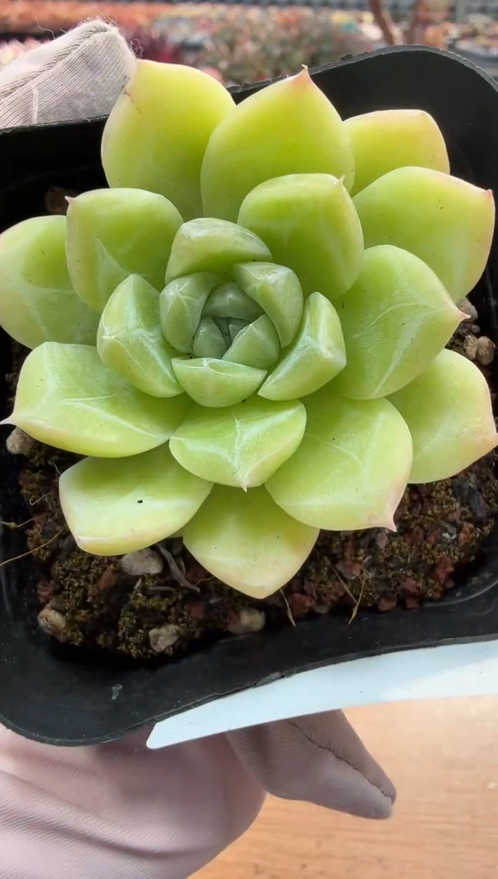 东云多肉园二店-81