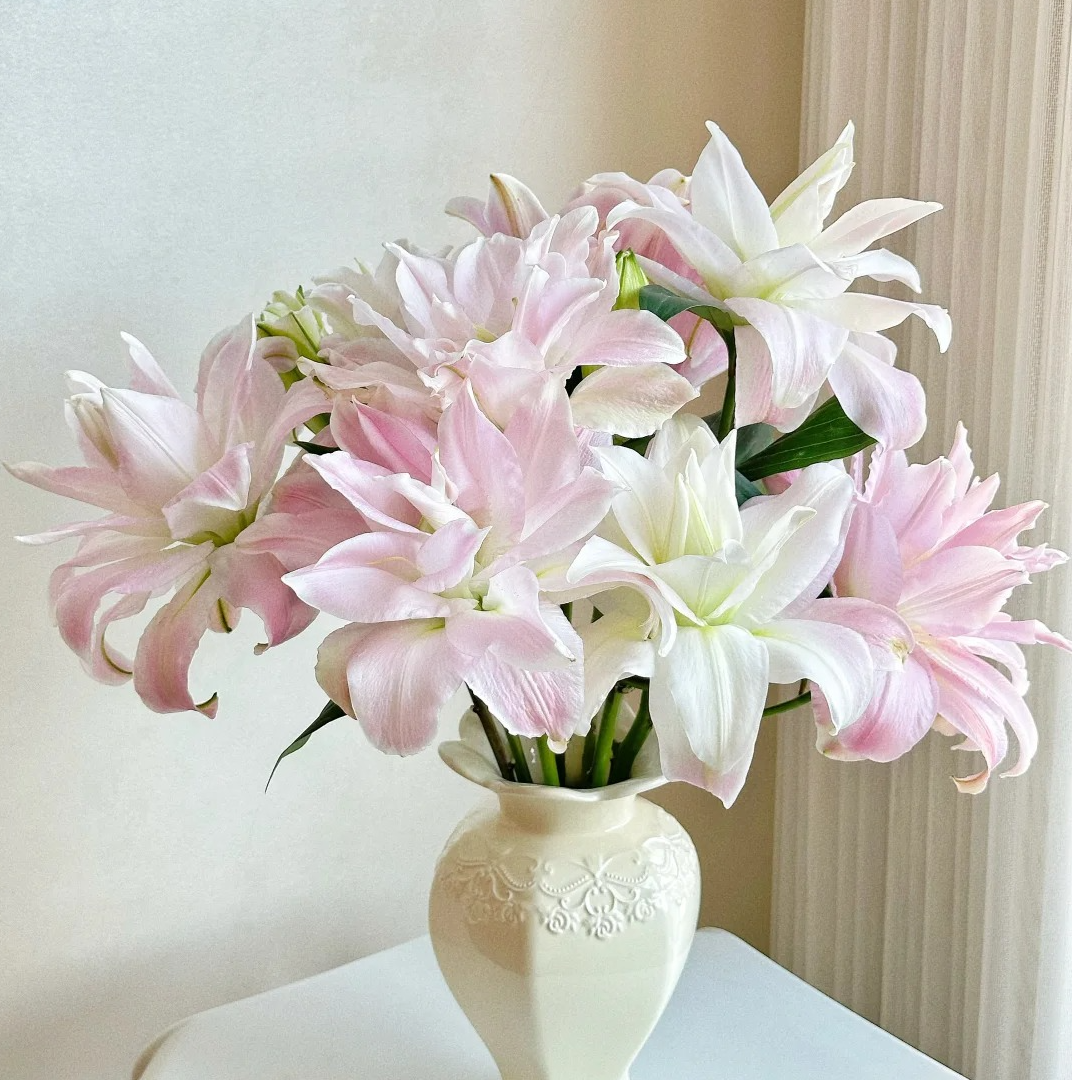 【贵妃】重瓣百合 一单包邮 云南鲜花昆明基地现采现发