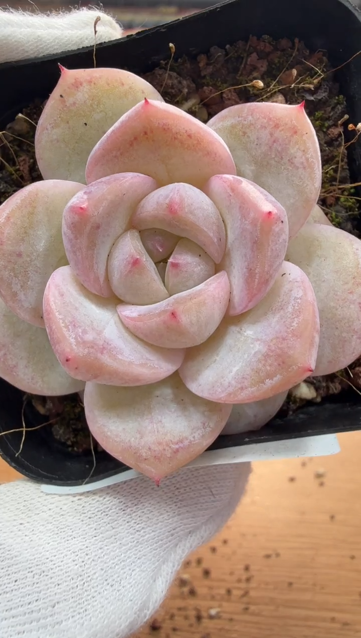 东云多肉园三店-18