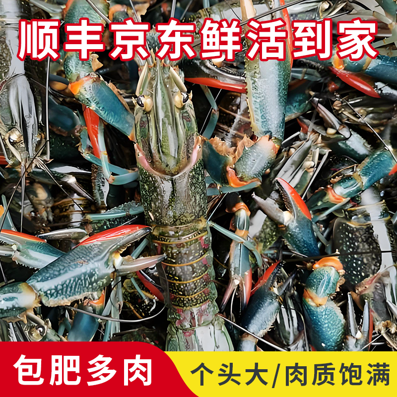 【3斤活动价】鲜活澳州大蓝龙虾大个头新鲜包肥多肉小龙虾生猛包肥