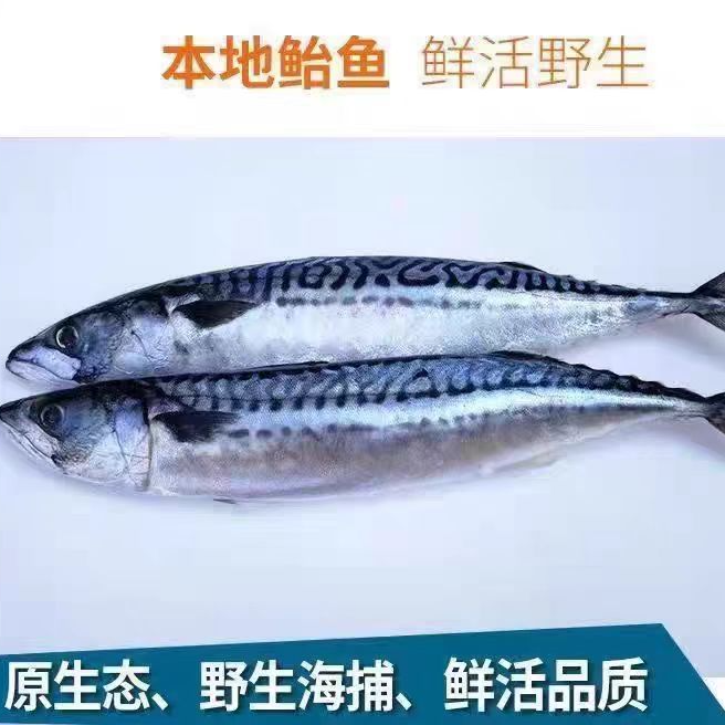 船冻鲐鲅鱼4斤9条以内（中号）有破皮易脱刺介意勿拍冷冻发货包邮