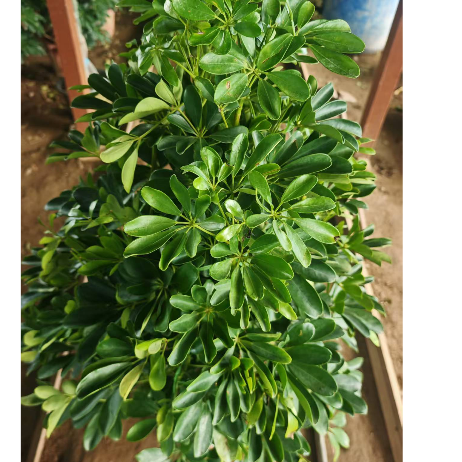 1.2米鸭脚木绿植客厅正宗绿植盆栽室内，拉萨发货，西藏包邮
