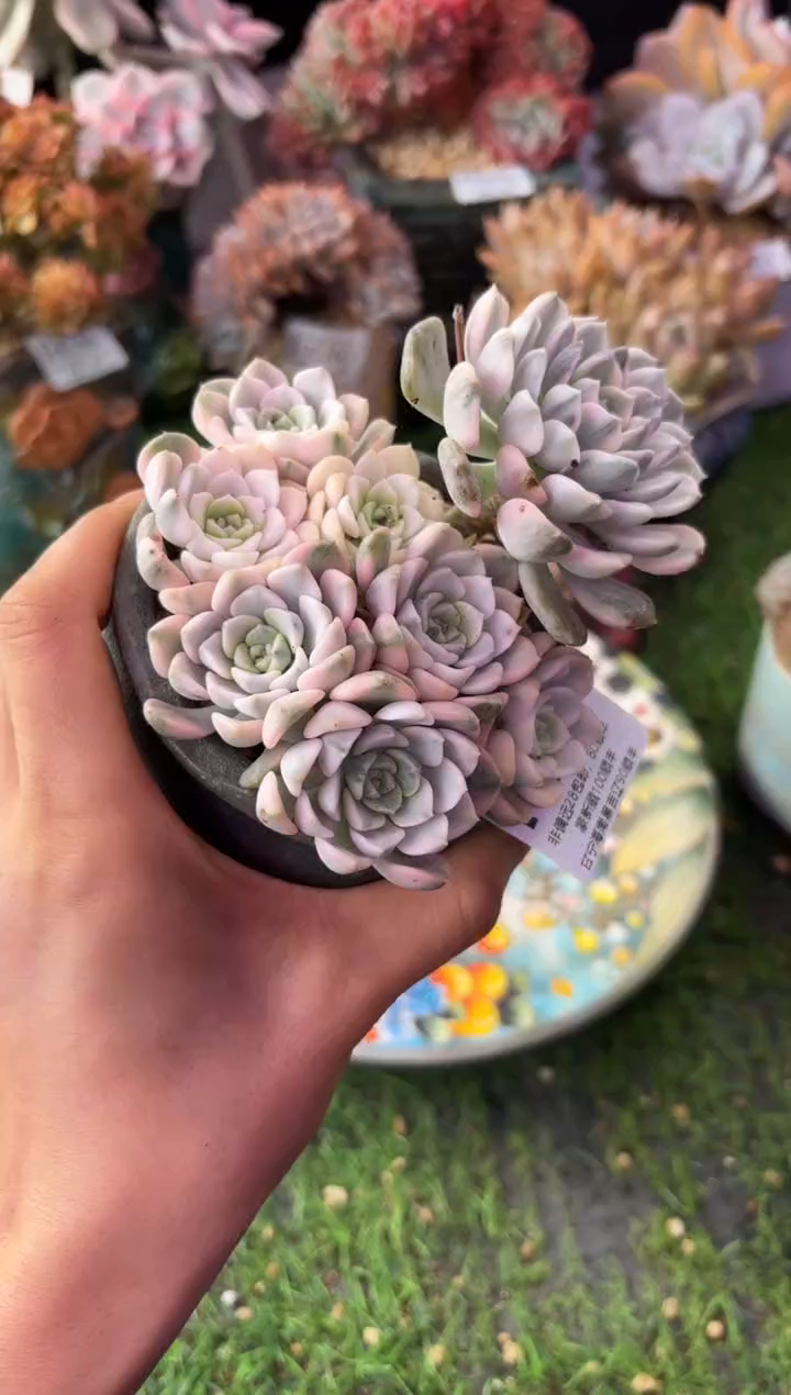 昆明印象多肉06676