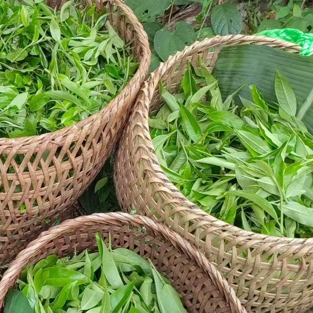 2023年弯弓古树挑采核心区头春散茶普洱生茶