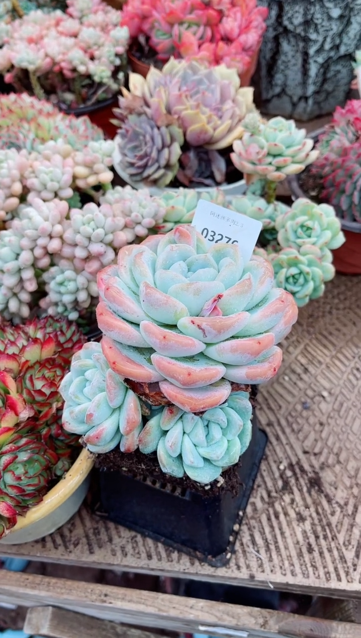 【闪购商品】03276