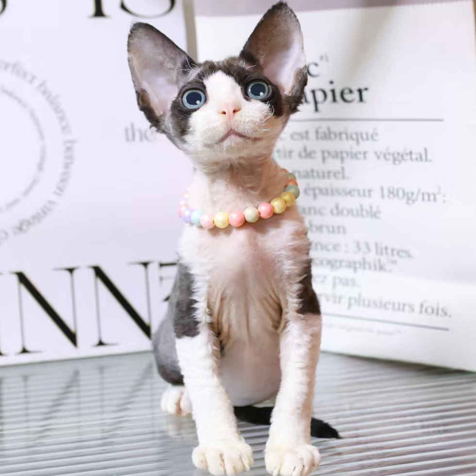 【蔚蓝】德文卷毛猫黑白开脸弟弟-闻闻