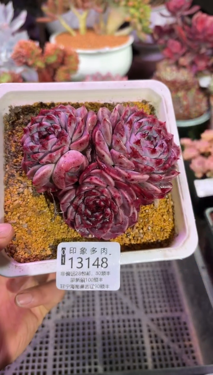 【闪购商品】13148