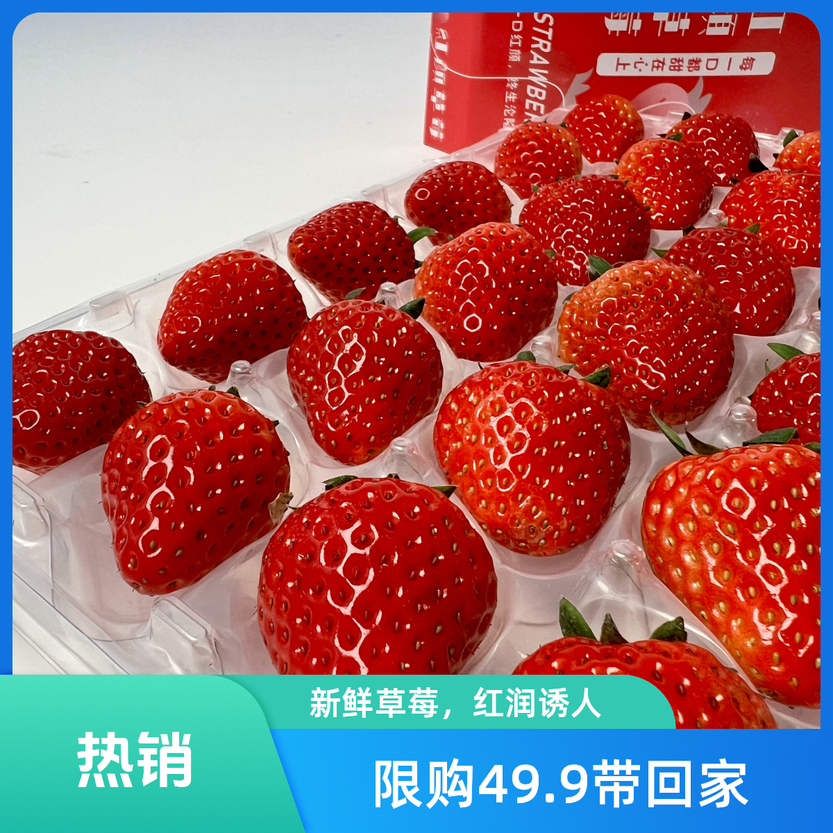 成都巧克力草莓 香甜可口 草莓味浓郁 净果两斤装包邮