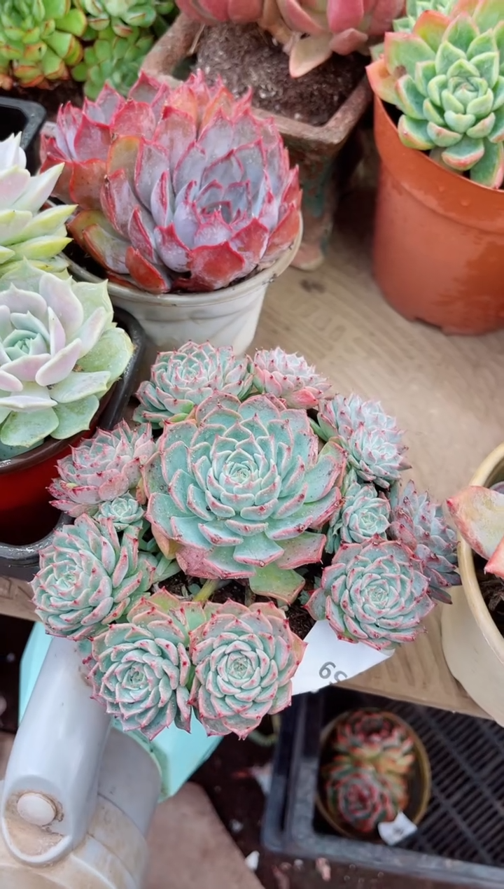 ?****?21059多肉植物一物一拍