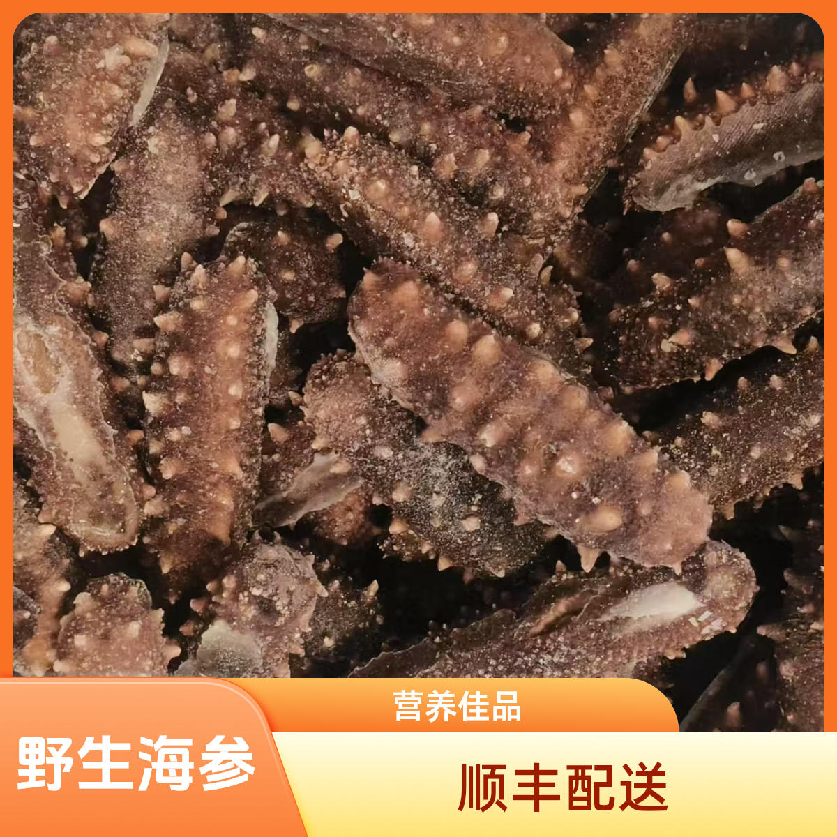 特大号野生精品海参 鲜食海参 纯野生潜水捕捞 