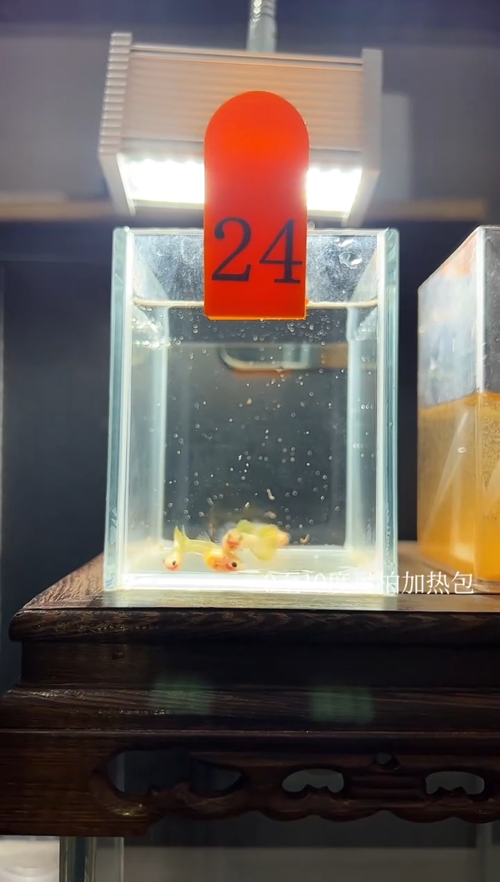 孔雀鱼粉猫普通体24