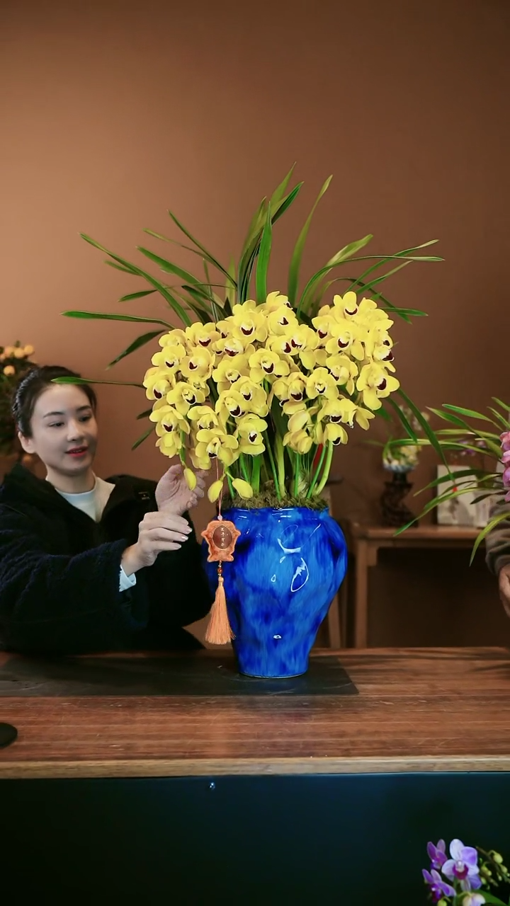 【闪购商品】盆景金玉满堂 拱兰 蓝