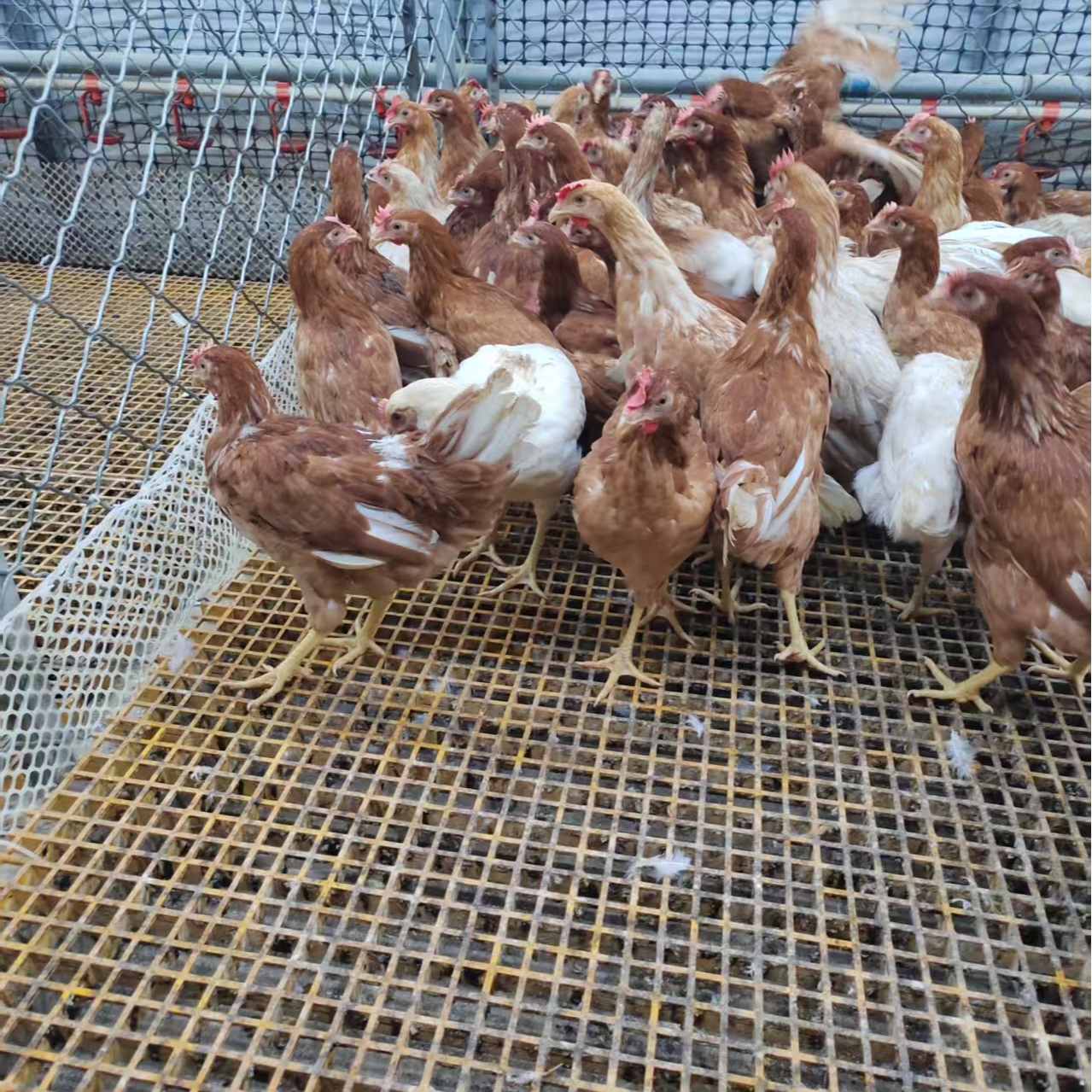 顺丰包邮活体发货农金1号高产蛋鸡2斤以上发货（宠物鸡）
