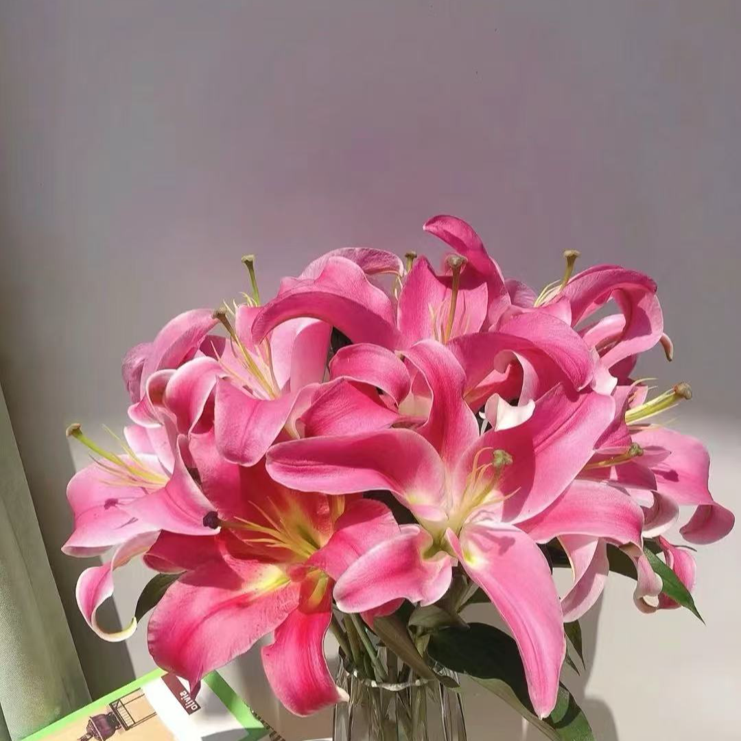 罗宾香水百合 云南鲜花 任意两单包邮 生鲜产品拒收不售后