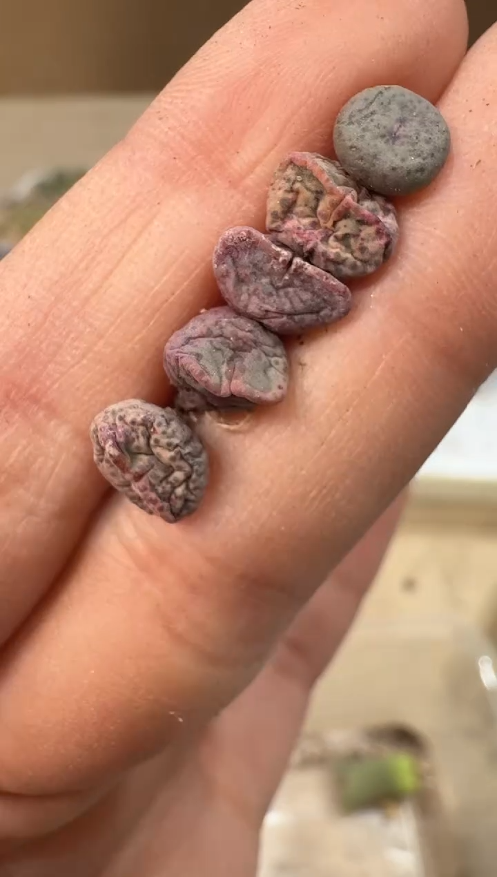 24-109多肉植物肉锥