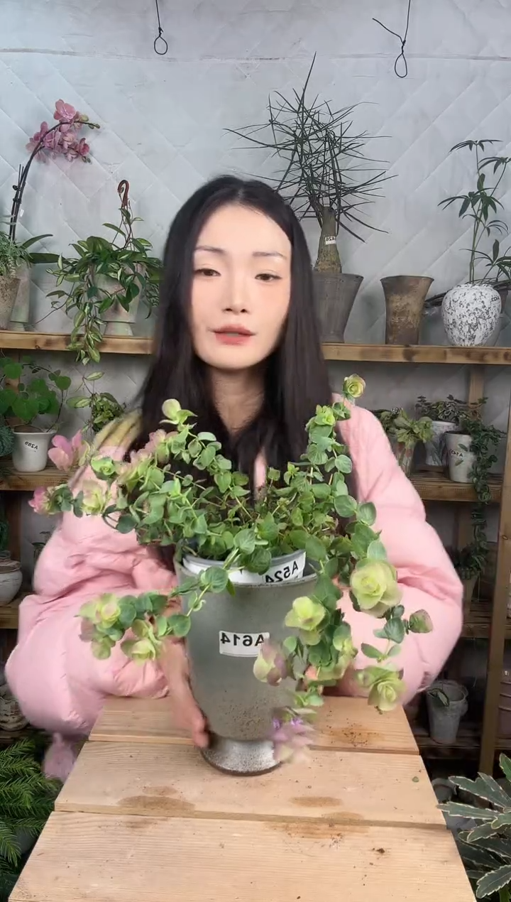 无花朵编号514景德镇花盆