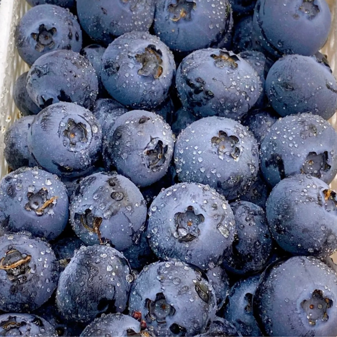 X 【18mm-22mm特大果】现摘云南新鲜蓝莓 净重800克/到手10盒