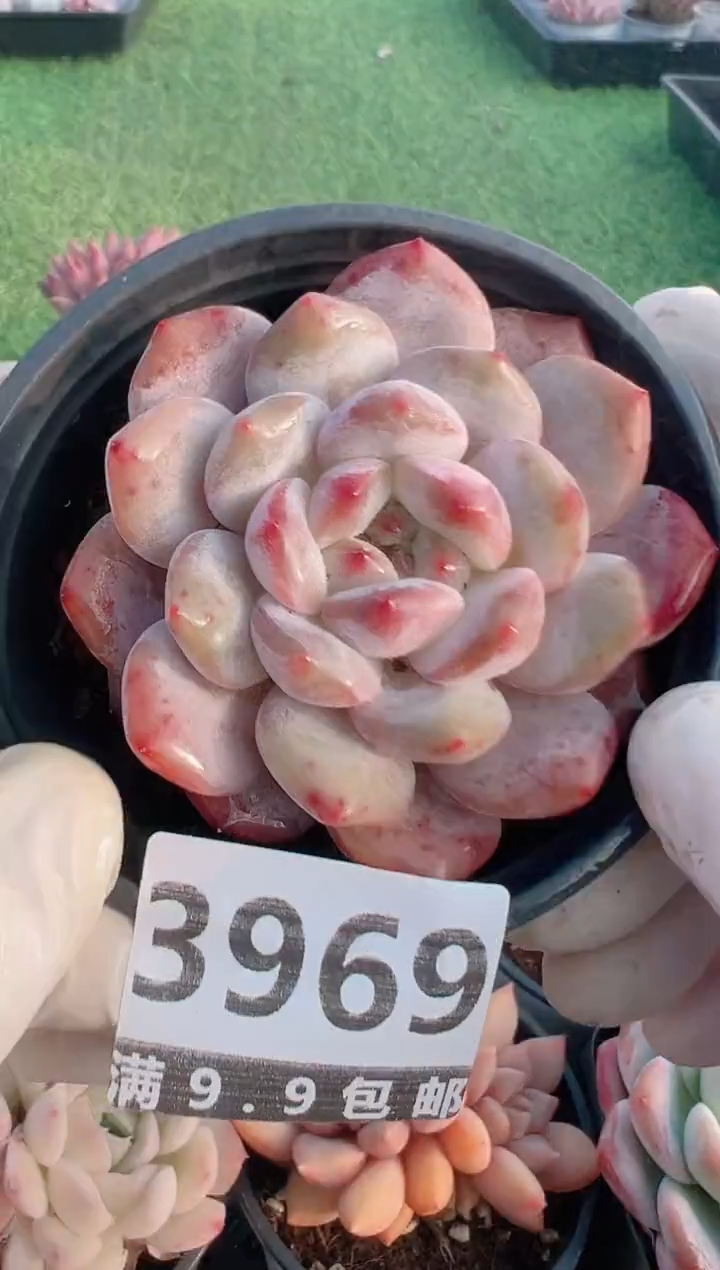 【闪购商品】信福多肉一物一拍