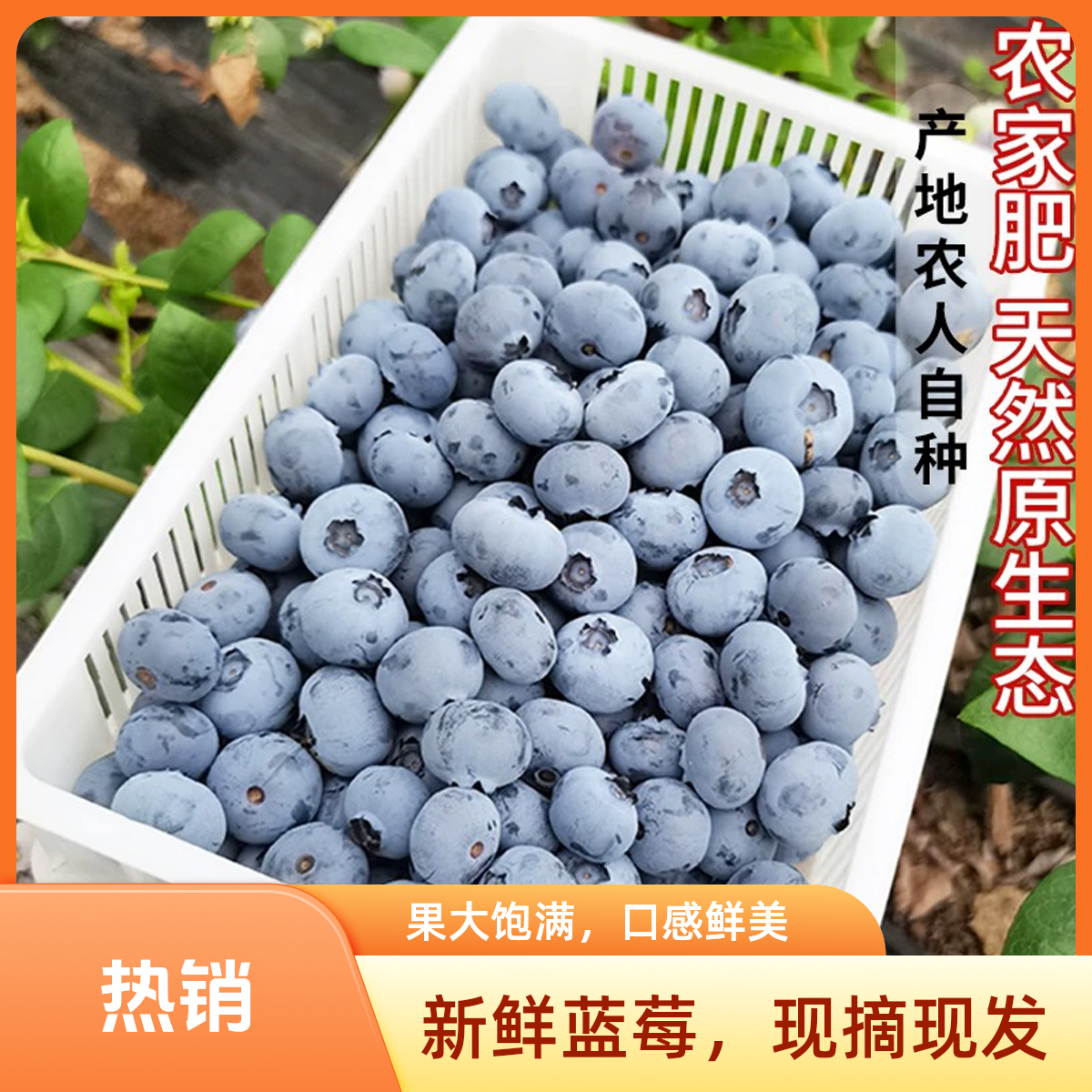 次日达【头茬中果12-15mm】 新鲜采摘 高山蓝莓 花青素水果 含盒100g/盒江苏省