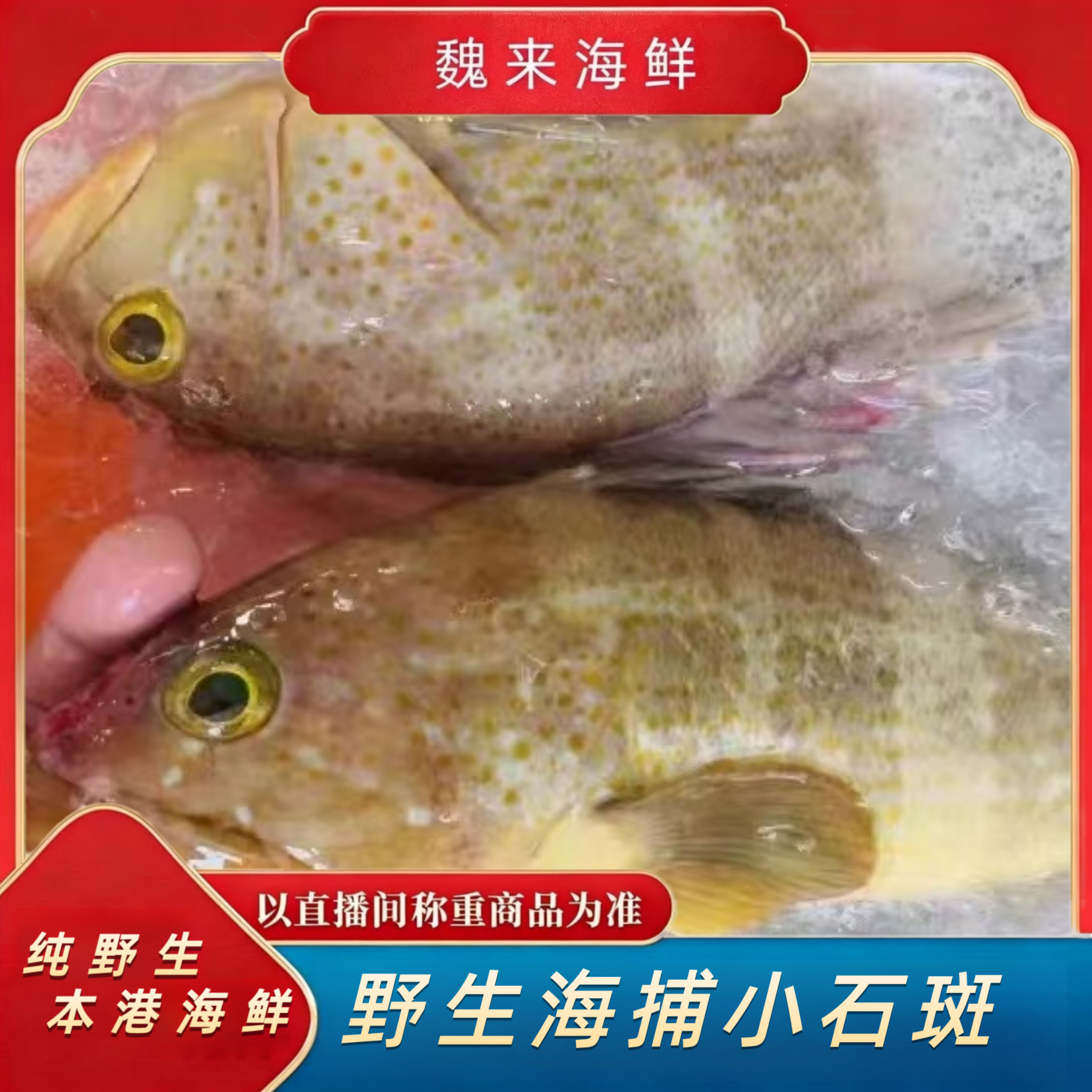 【魏来海鲜】野生石斑鱼