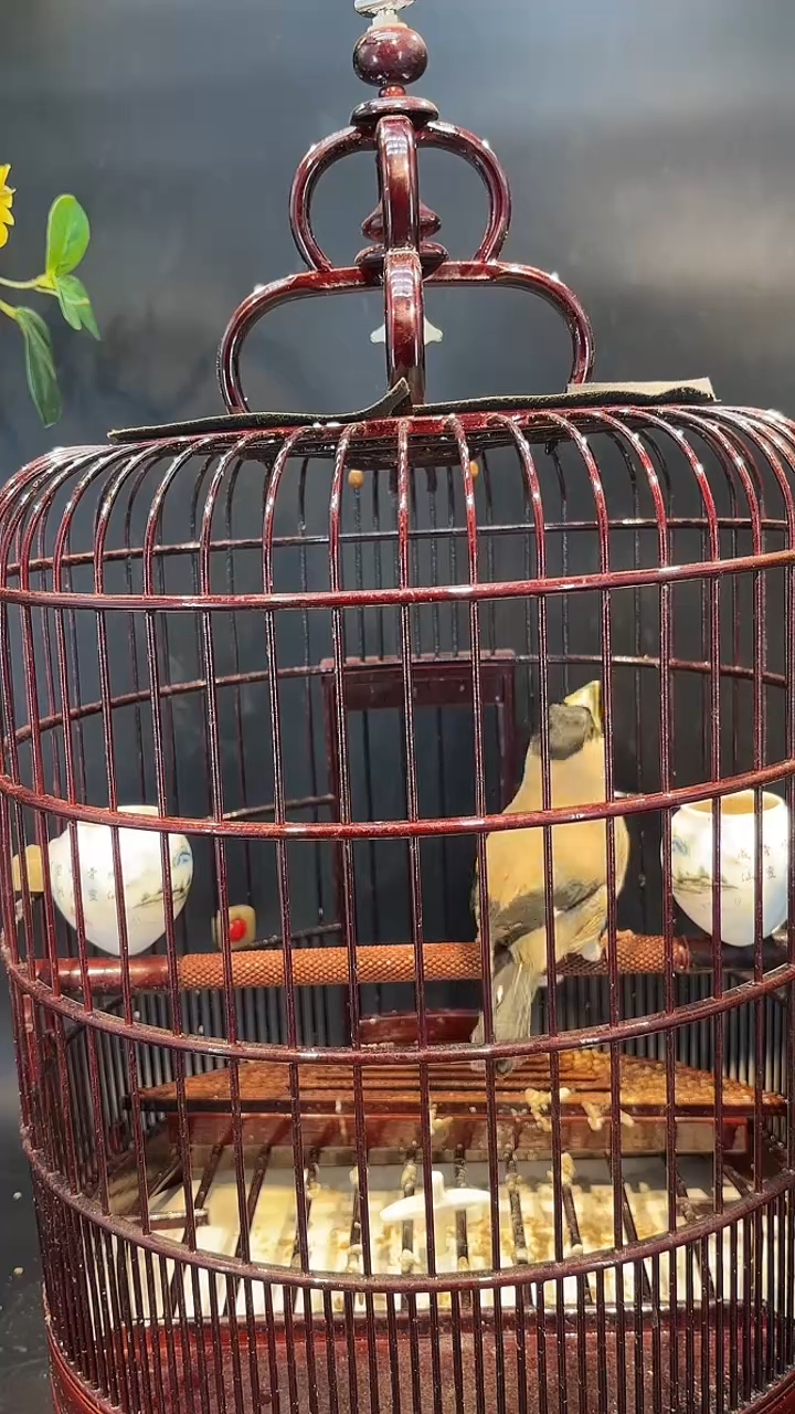 28号   花嘴梧桐养笼0元起拍