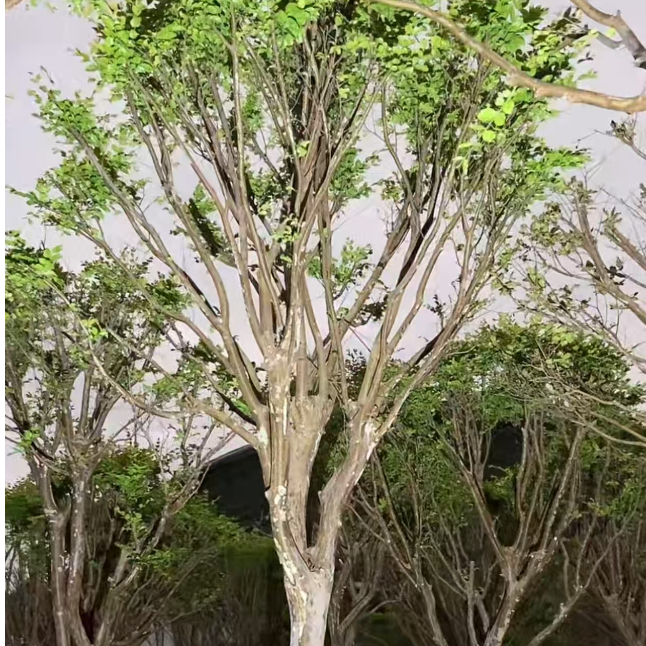 庭院植物一物一拍