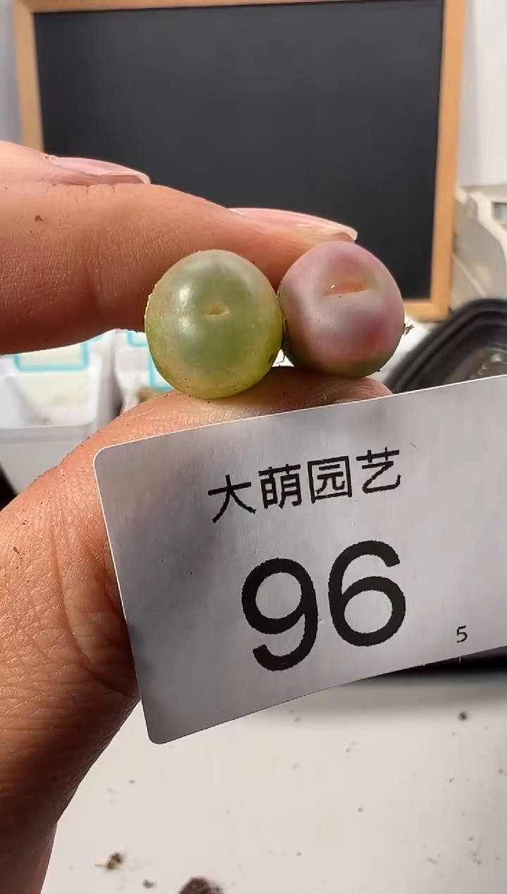 【闪购商品】+++96