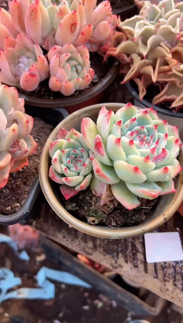 J***i多肉植物一物一拍01357