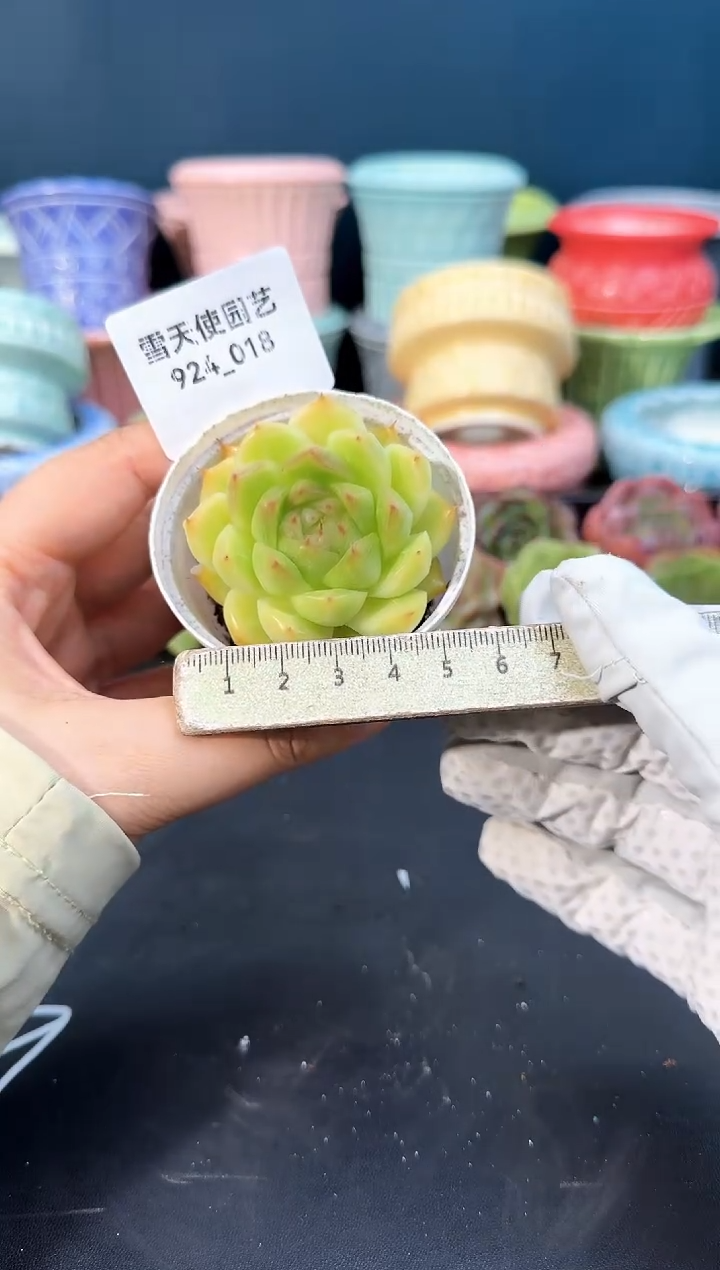 924-018青山（冠幅5cm）
