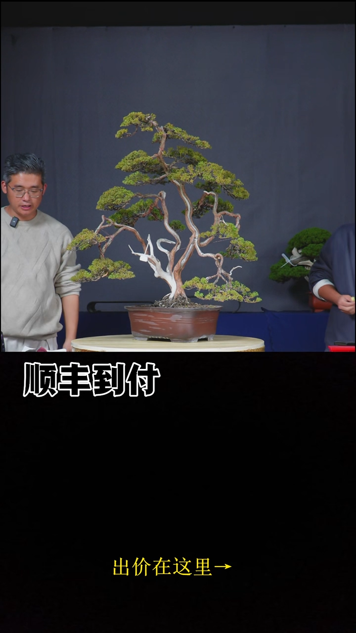 无花朵系鱼川真柏bubaoyou