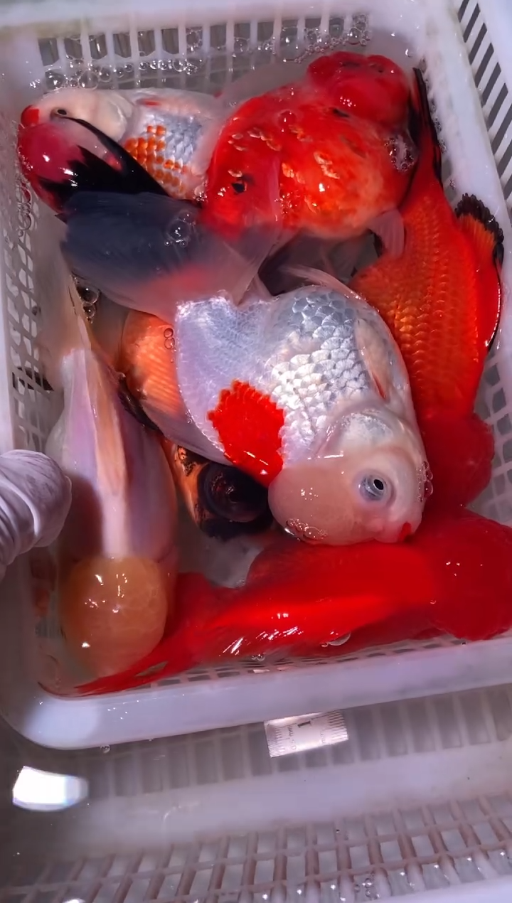 金鱼鱼之源一物一拍链接/无开箱视频不售后7