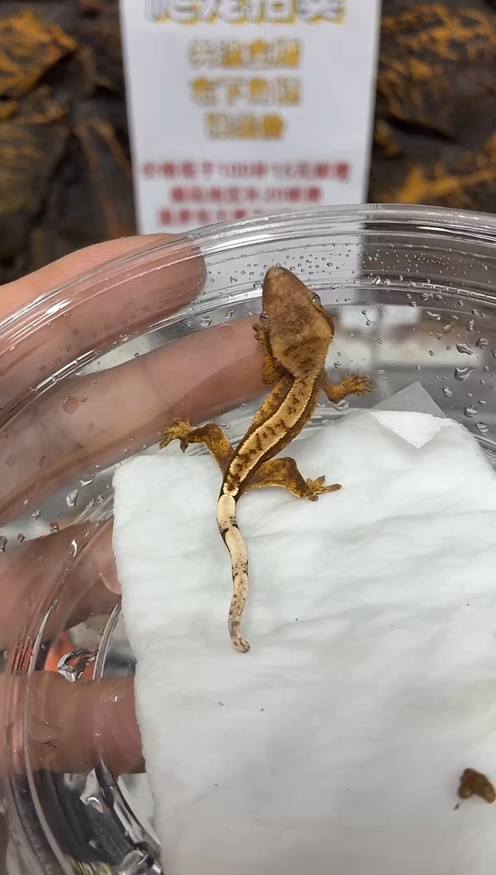 睫角守宫睫角守宫