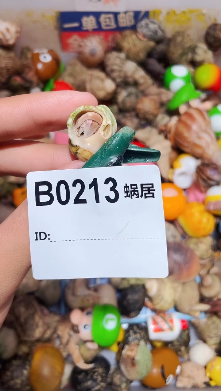 陌派甄选寄居蟹0213