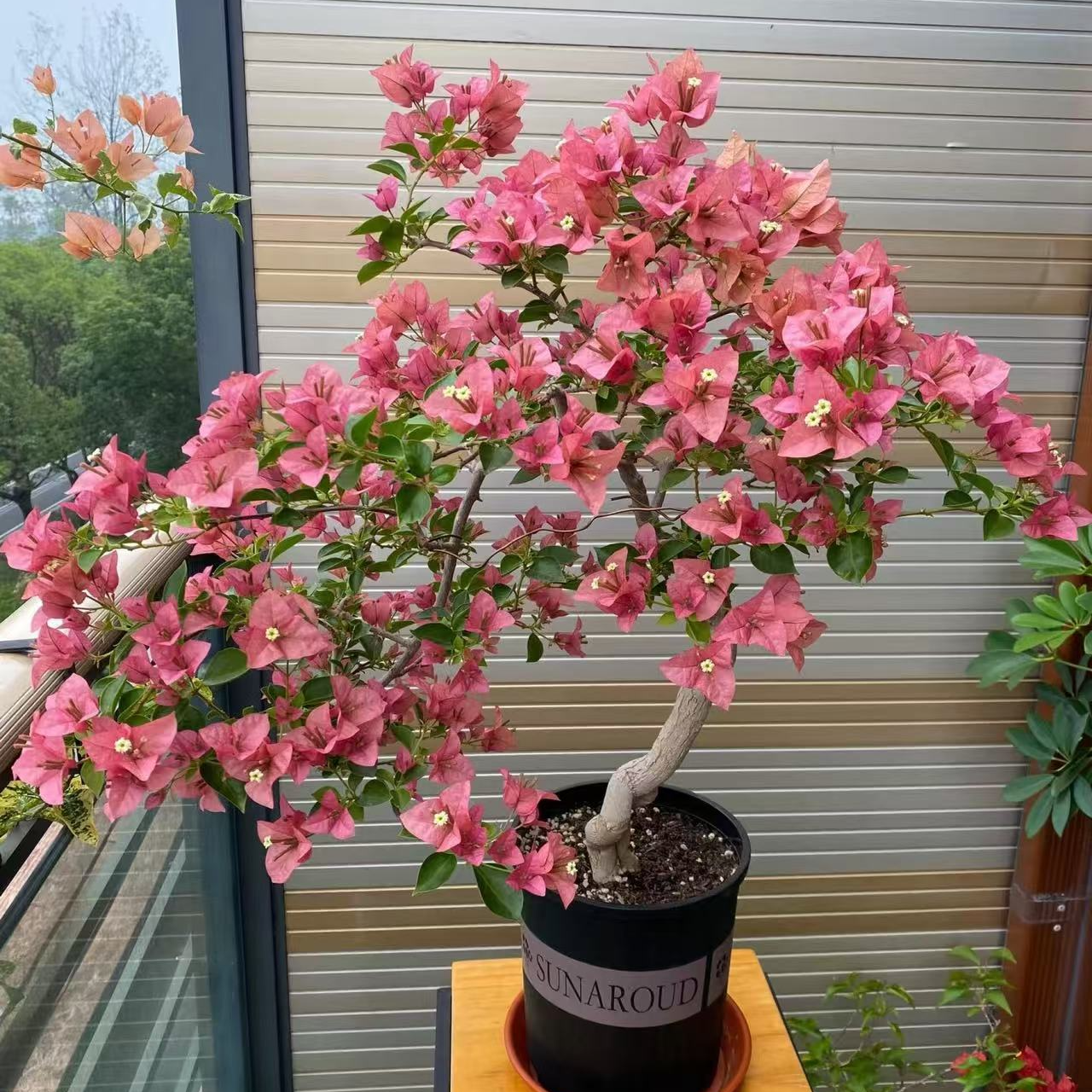 33彩色三角梅盆栽带盆四季勤花适合阳台庭院种植