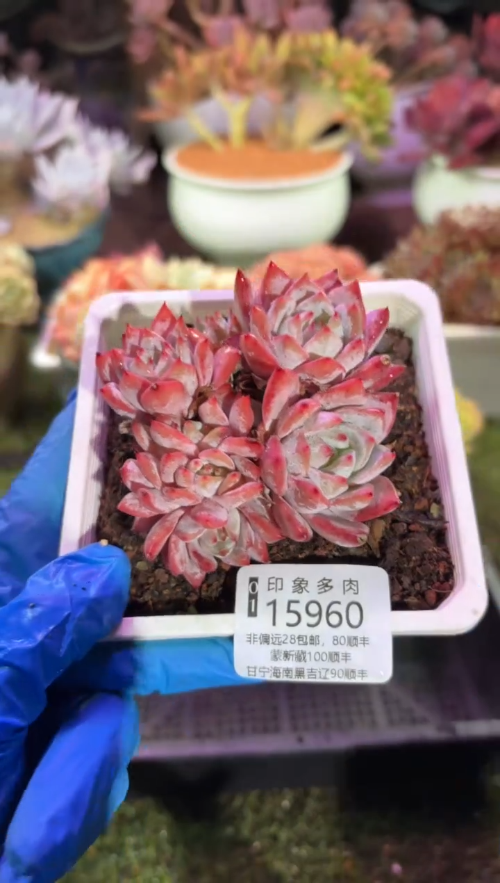 【闪购商品】15960