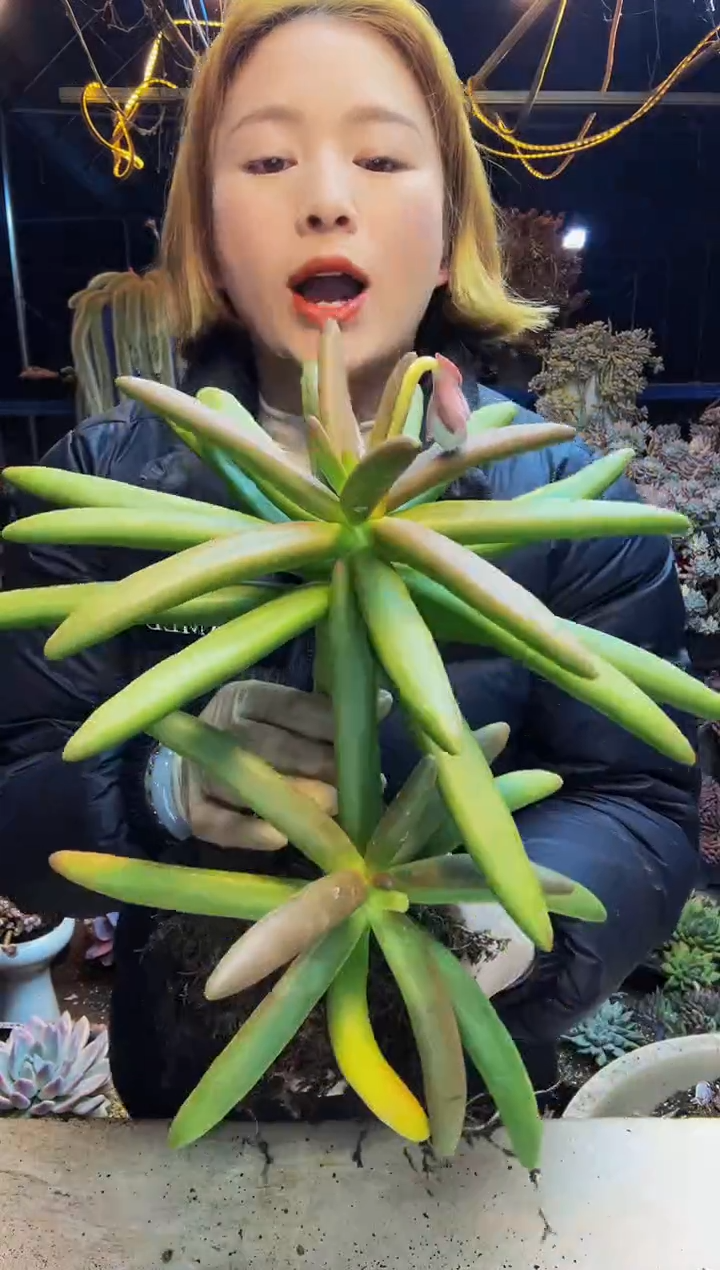 双头椰子树脱土包邮