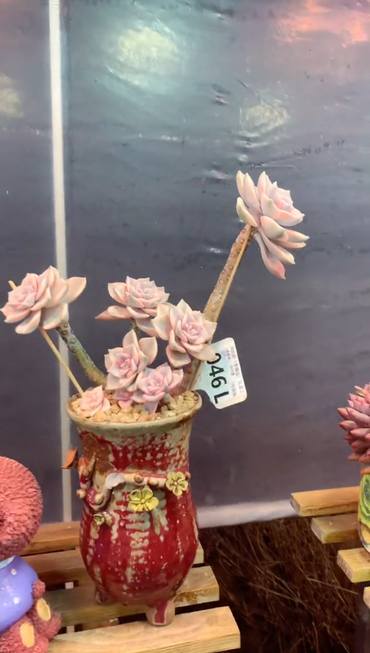 046L（一物一拍，精品多肉，所见即所得 ）