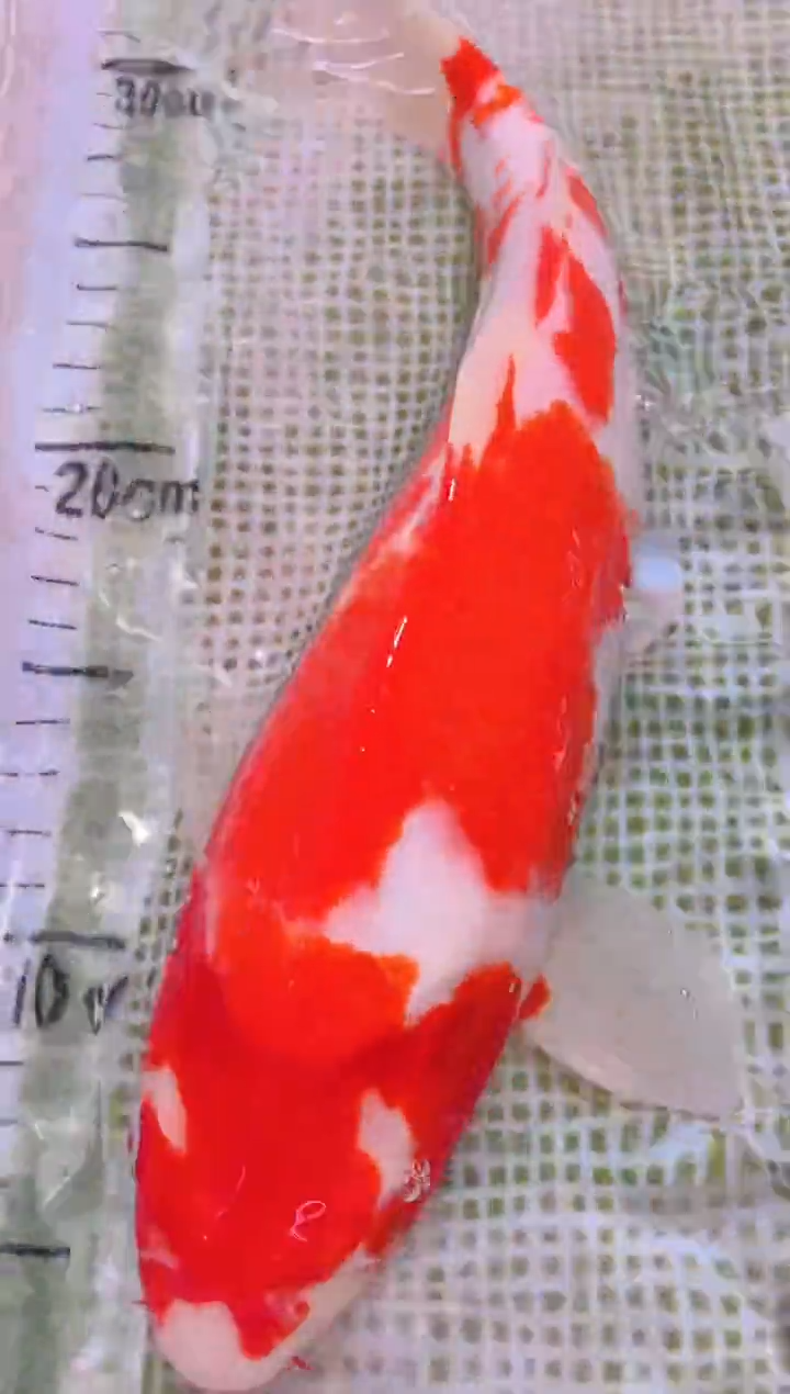 锦鲤冷水观赏鱼全场包邮175