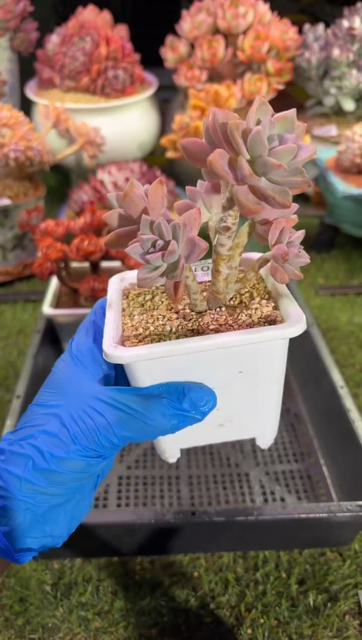 【闪购商品】01983